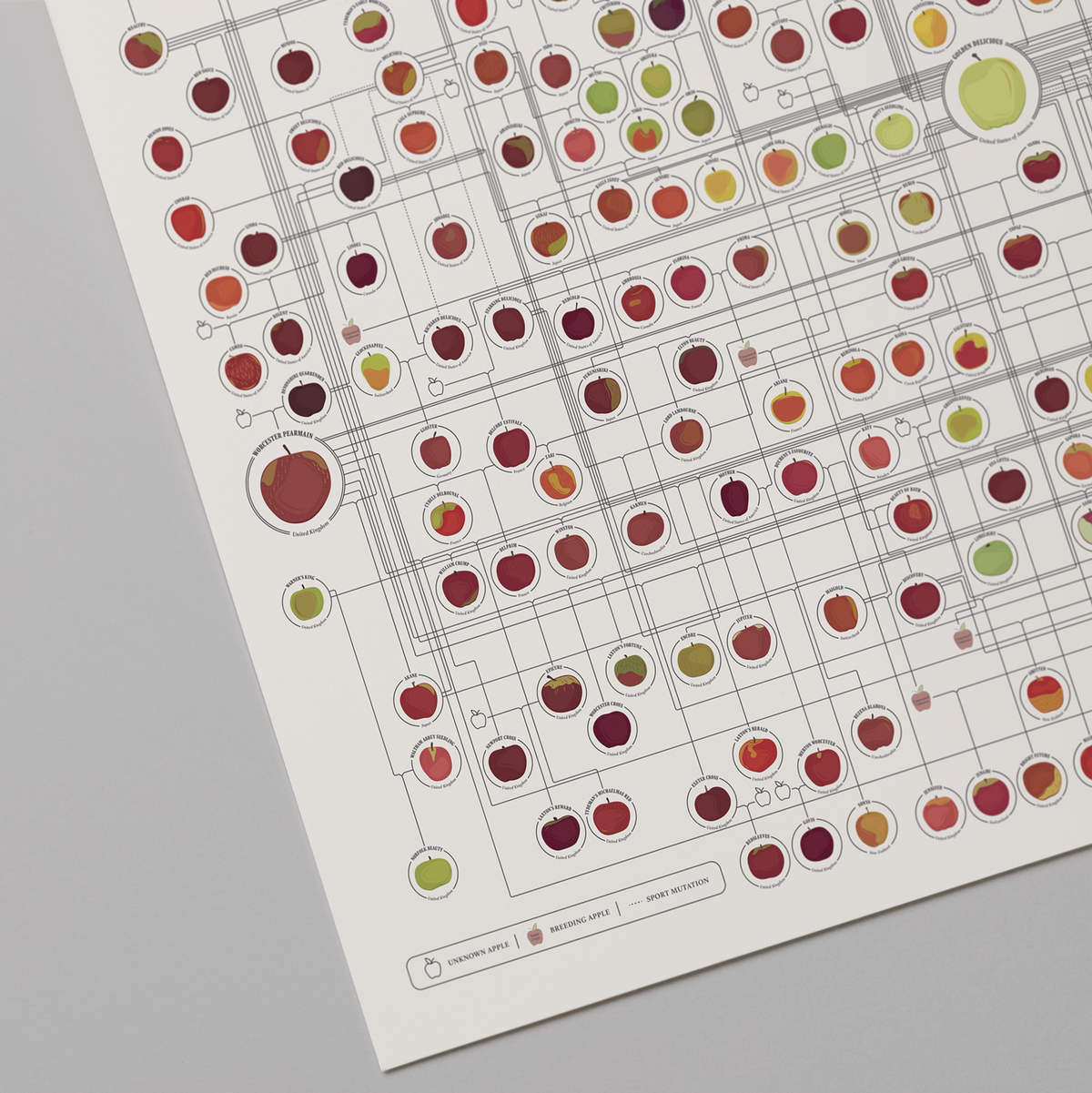 Apples: A Genealogy