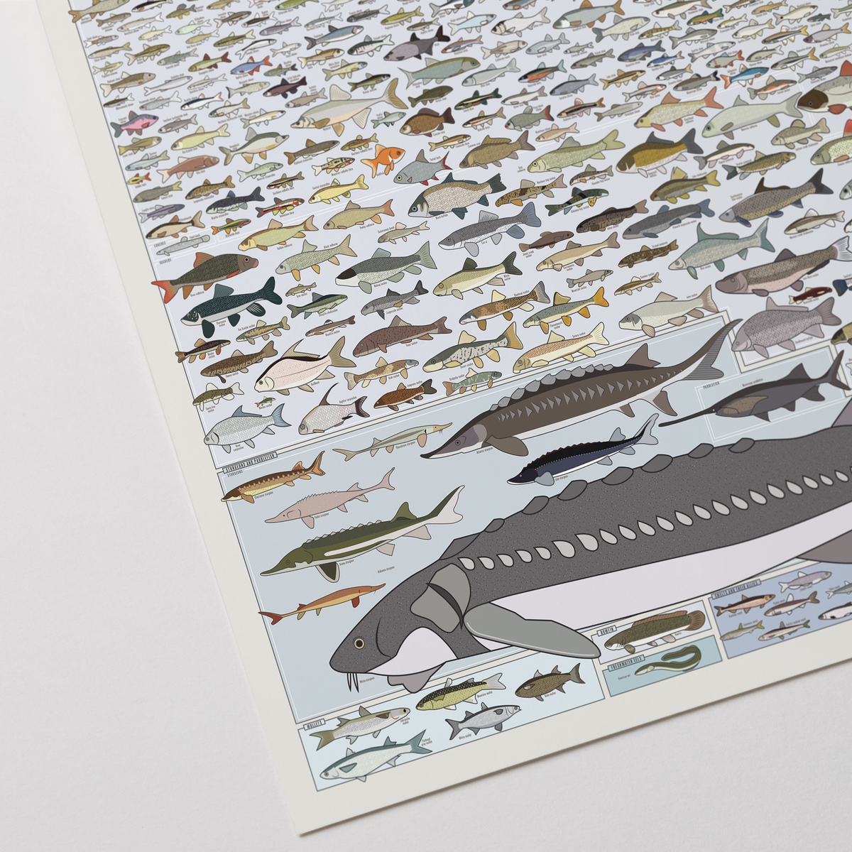 Freshwater Fish of America print, close-up detail view