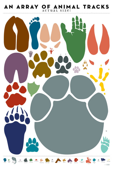 An Array of Animal Tracks: Actual Size!