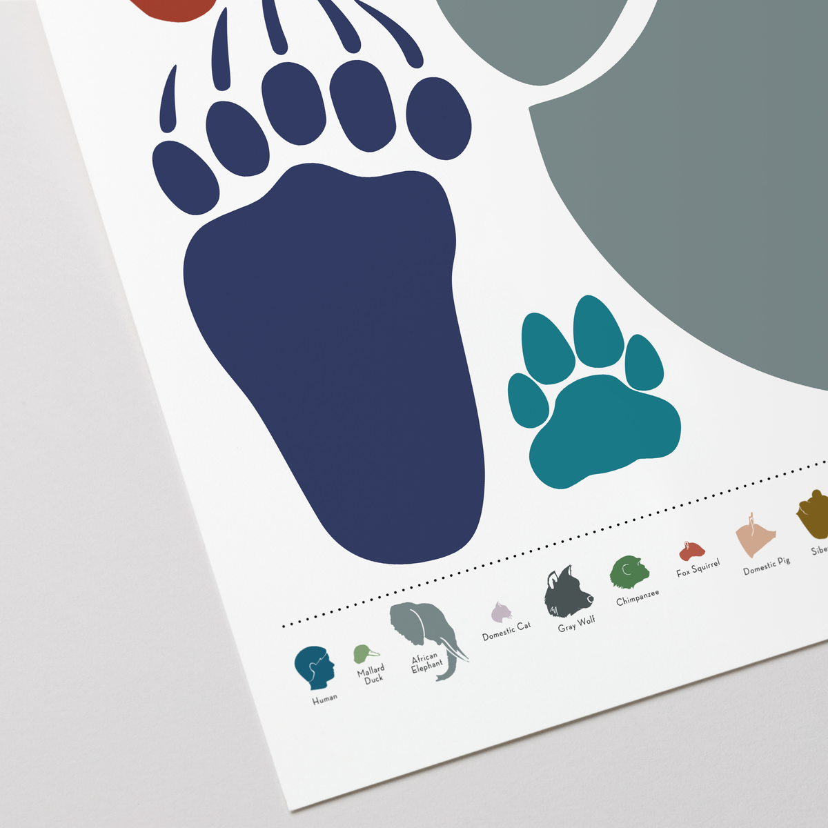An Array of Animal Tracks: Actual Size! print, close-up detail view