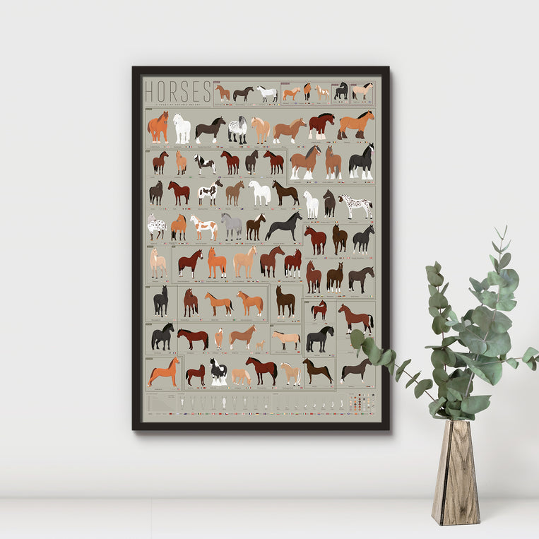 Horses: A Chart of Notable Breeds