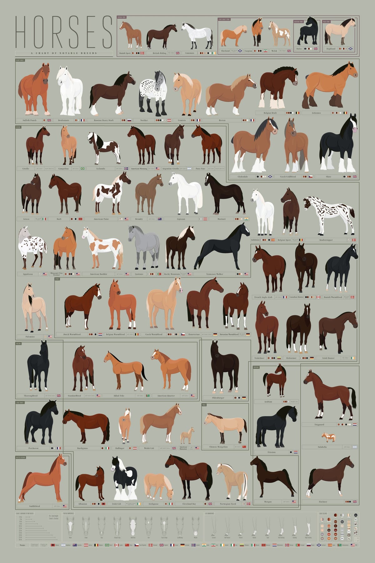 Horses: A Chart of Notable Breeds