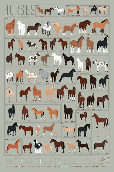 Horses: A Chart of Notable Breeds