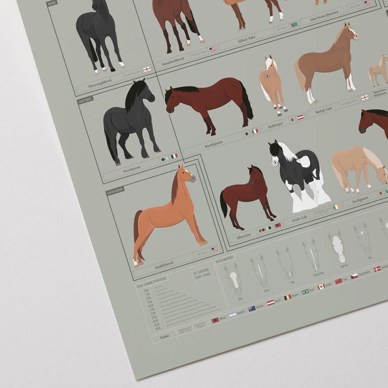 Horses: A Chart of Notable Breeds